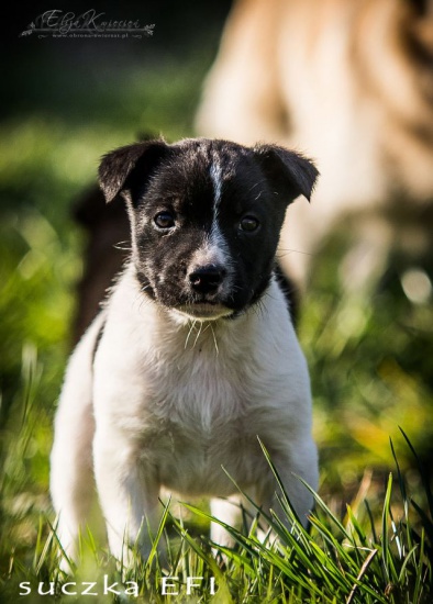 6 CUDNYCH niechcianych 6-tyg. SZCZENIAKÓW,  BARDZO PILNE - ADOPCJ